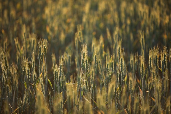 Sky Works Pics - green wheat