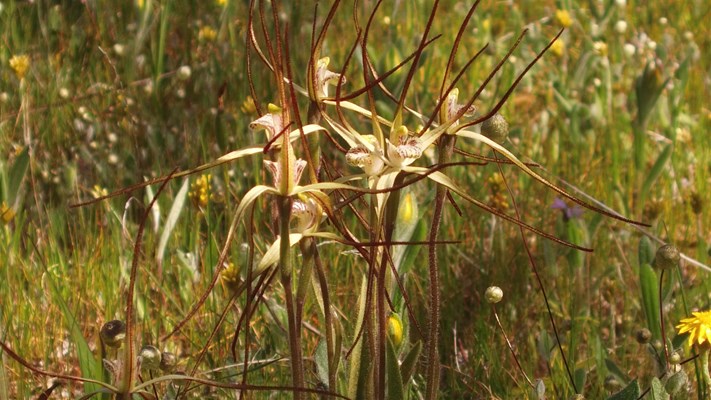 Sky Works Pics - Dalwallinu Orchid